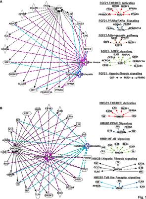 Regulatory network and interplay of hepatokines, stellakines, myokines and adipokines in nonalcoholic fatty liver diseases and nonalcoholic steatohepatitis